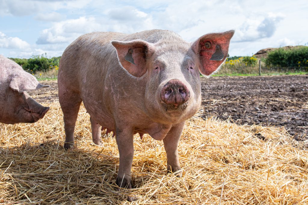 Pig Farm Matt Burgess - UK 