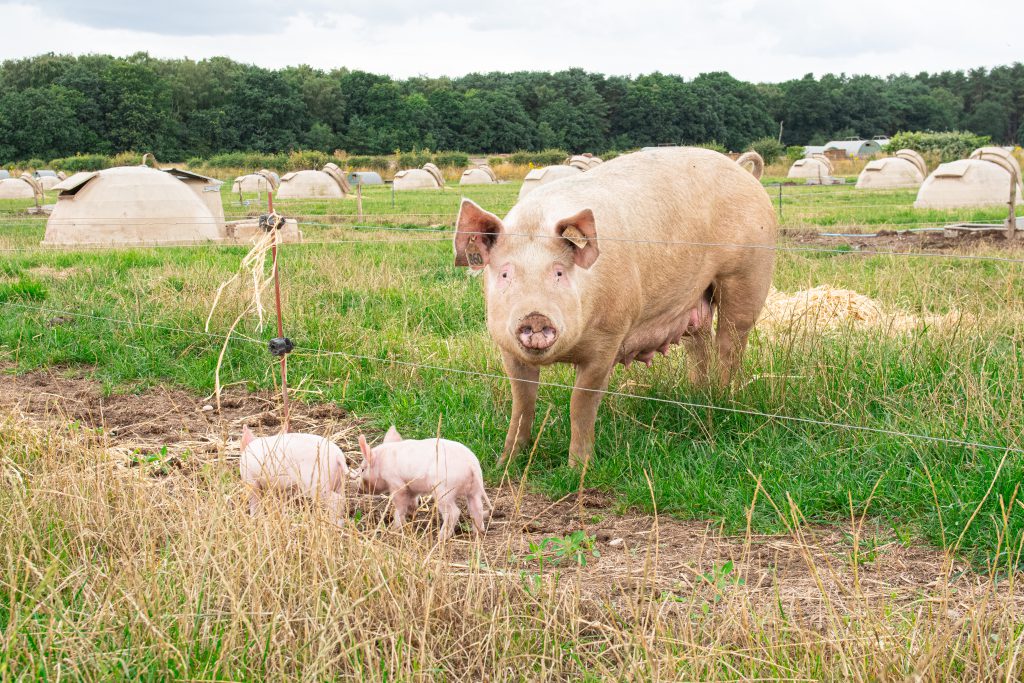 Pig Farm Matt Burgess - UK 