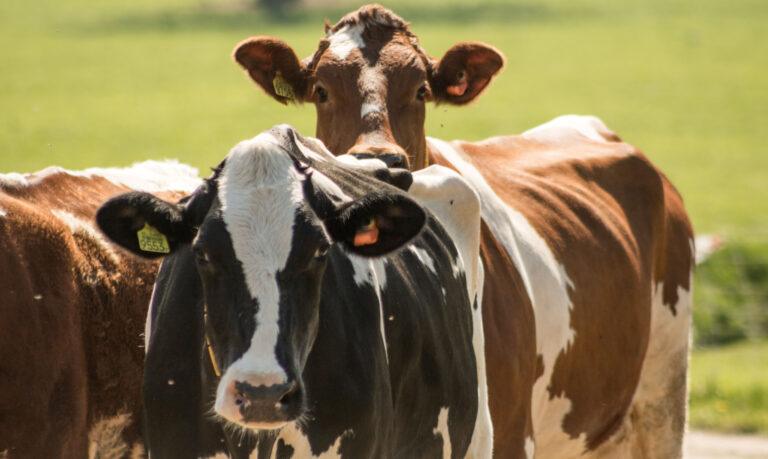 CowManager | BE-NL - AgroVision